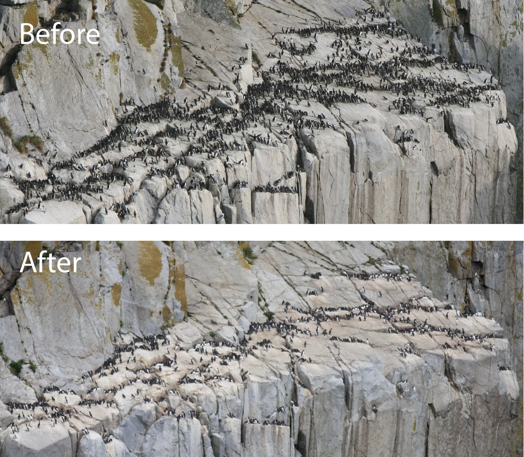 A murre colony in the Alaska Maritime National Wildlife Refuge, seen before and after the 2015-16 marine heat wave.